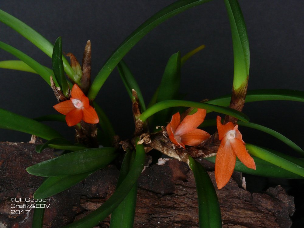 Ceratostylis